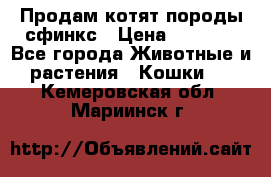 Продам котят породы сфинкс › Цена ­ 4 000 - Все города Животные и растения » Кошки   . Кемеровская обл.,Мариинск г.